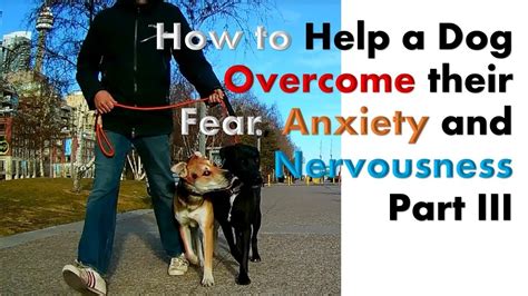 How to Help Your Dog Overcome Fear and Anxiety
