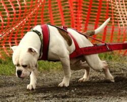 Best Dog Breeds for Weight Pulling