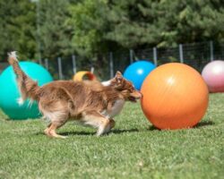 Best Dog Breeds for Treibball