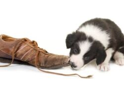 How to Prevent Your Dog from Chewing on Furniture and Shoes