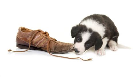 How to Prevent Your Dog from Chewing on Furniture and Shoes