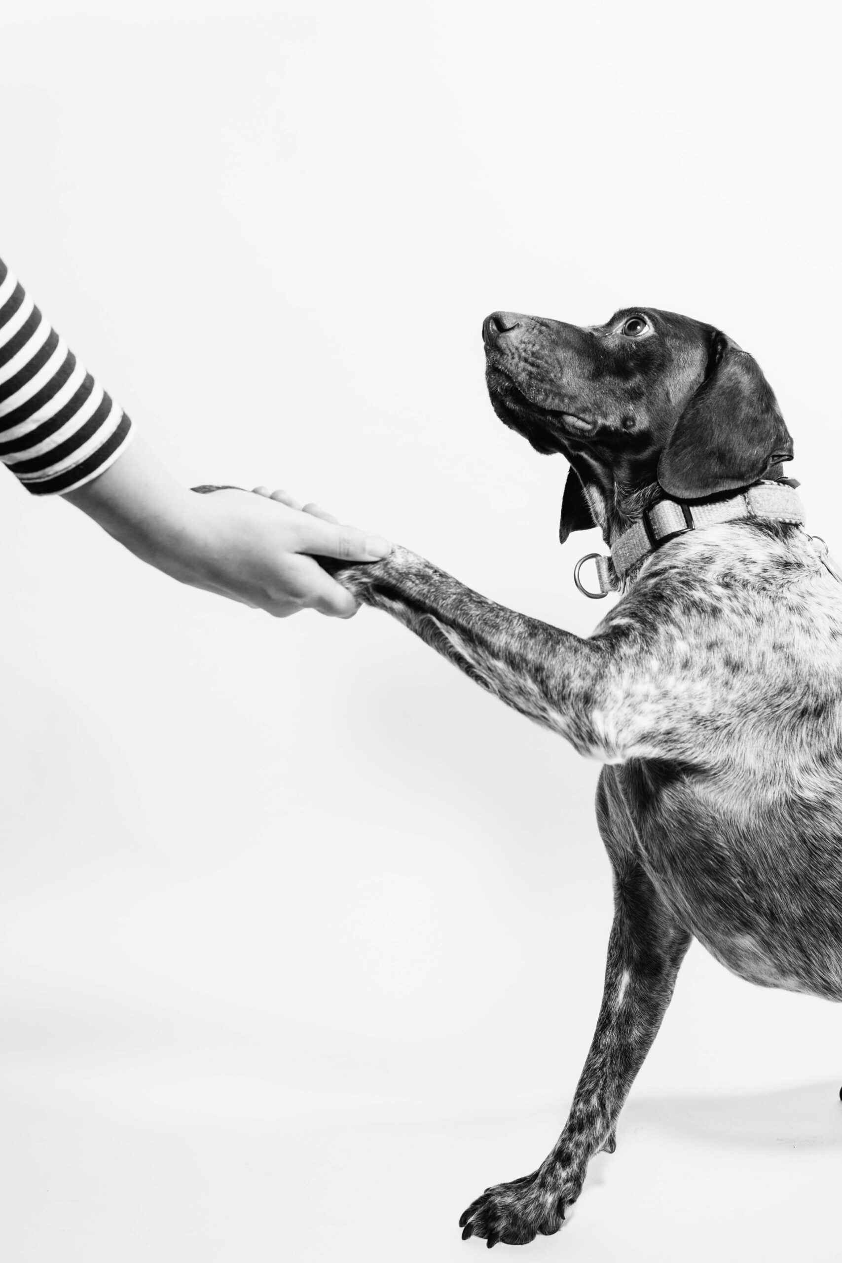 Mastering the Art of Recall: How to Teach Your Dog to Come When Called