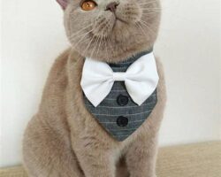 Pet Accessories for Special Occasions: Adding Elegance to Your Pet’s Style