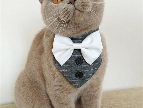 Pet Accessories for Special Occasions: Adding Elegance to Your Pet’s Style
