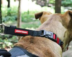 Harnesses, Collars, and Leashes: Choosing the Right Accessories for Your Pet