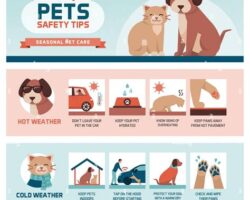 Pet Safety Accessories: Protecting Your Pet at Home and on the Go