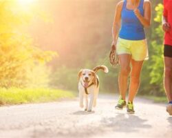 Exercising with Your Pet: Accessories for Active Pet Owners