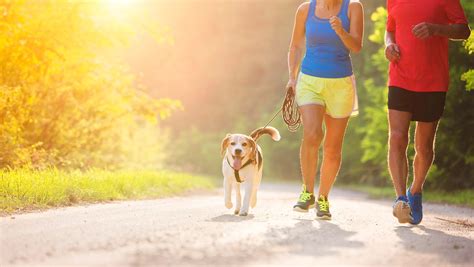 Exercising with Your Pet: Accessories for Active Pet Owners