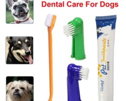 Pet Dental Care: Accessories to Maintain Your Pet’s Oral Health