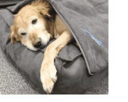 Pet Accessories for Anxiety Relief: Products to Soothe Stressed Pets