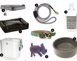 Designer Pet Accessories: Elevating Your Pet’s Style to Another Level