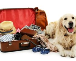 Traveling with Your Pet: Essential Accessories for a Smooth Journey