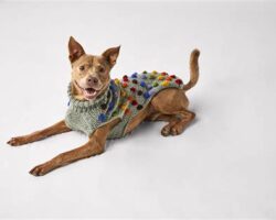 Winter Pet Accessories: Keeping Your Pet Warm and Cozy in Cold Weather