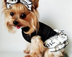 Doggie Fashion: Accessories That Will Make Your Dog the Talk of the Town