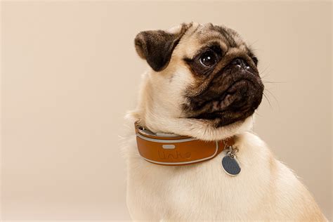 How to Keep Your Pet Safe with the Right Accessories