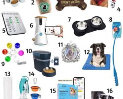 Pet Accessories Gift Guide: Perfect Presents for Pet Owners