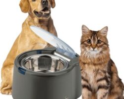 Pet Accessories for Busy Pet Owners: Making Life Easier for Pet Lovers