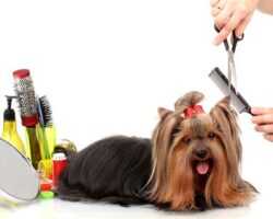 The Art of Grooming Your Pet: Must-Have Accessories for Pet Grooming