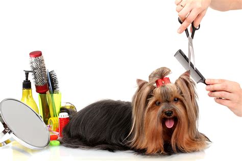The Art of Grooming Your Pet: Must-Have Accessories for Pet Grooming