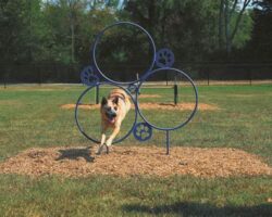 Pet Accessories for Agility Training: Keeping Your Pet Active and Fit