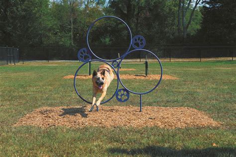 Pet Accessories for Agility Training: Keeping Your Pet Active and Fit