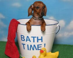 Pet Accessories for Bath Time: Make Your Pet’s Bathing Experience Easier