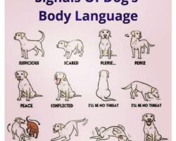 The Role of Body Language in Pet Training