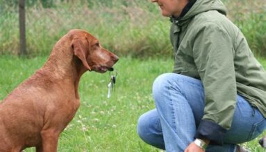 Secrets to Successful Pet Training