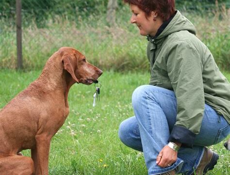 Secrets to Successful Pet Training