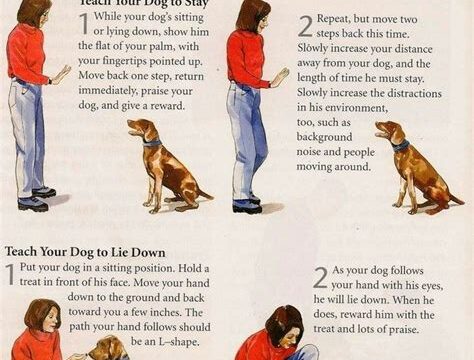 Dog Training 101: How to Teach Your Pet the Basics