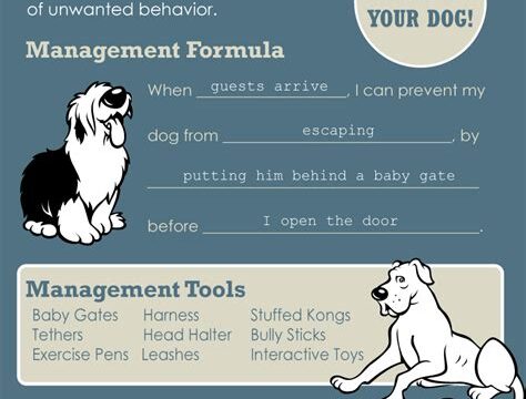 Canine Behavior Modification: Training to Change Unwanted Habits