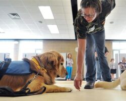 Training for Therapy Pets: Making a Difference in People’s Lives