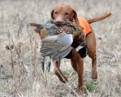 Training for Hunting and Retrieving: Unleashing Your Pet’s Instincts