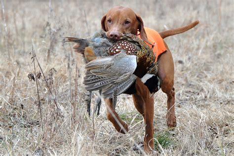 Training for Hunting and Retrieving: Unleashing Your Pet’s Instincts