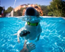 Teaching Your Dog to Swim: Water Safety and Training