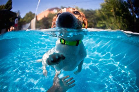 Teaching Your Dog to Swim: Water Safety and Training