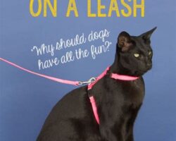 Training Your Cat to Walk on a Leash: Myth or Reality?