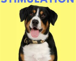 Incorporating Mental Stimulation in Pet Training