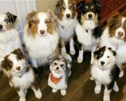 Training Multiple Pets: Managing a Happy and Harmonious Household