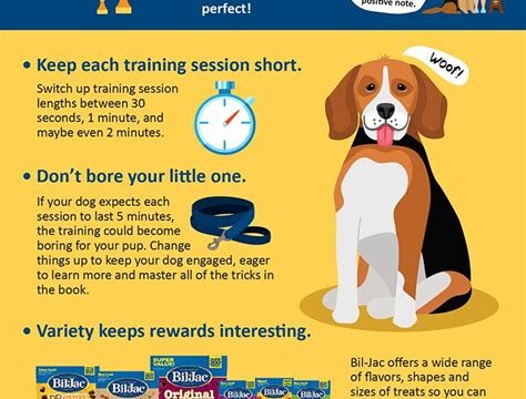 Mastering Pet Training: Tips and Tricks