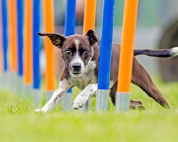 Agility Training: Taking Your Pet’s Skills to the Next Level
