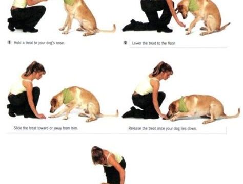 Teaching Tricks: Fun and Engaging Ways to Train Your Pet