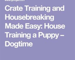 Housebreaking Made Easy: Training Your Pet to Use the Litter Box