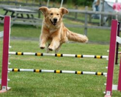 Training for Pet Show Competitions: Winning Strategies