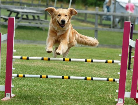 Training for Pet Show Competitions: Winning Strategies