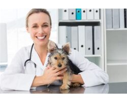 Training for Veterinary Procedures: Stress-Free Vet Visits