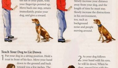 A Step-by-Step Approach to Pet Training