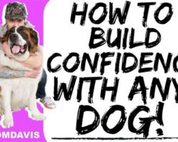 Training for Fearful Pets: Building Confidence and Trust