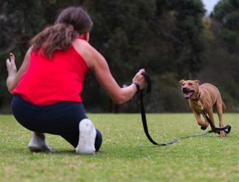 Training for Reliable Off-Leash Recall: Trusting Your Pet’s Freedom