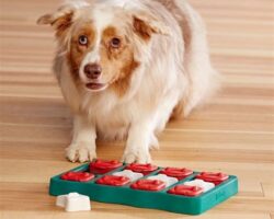 Training for Intelligent Breeds: Challenging the Genius in Your Pet